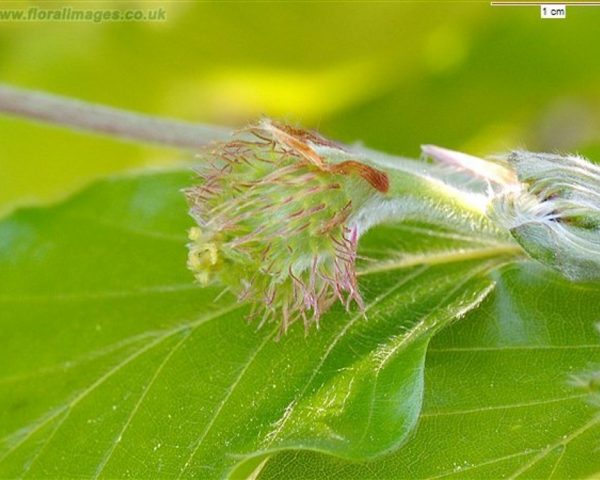 fagus-sylvatica-fl-jcrellin-a