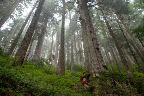 fairy-creek-watershed-forest