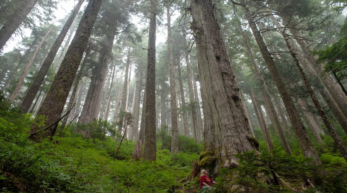 fairy-creek-watershed-forest