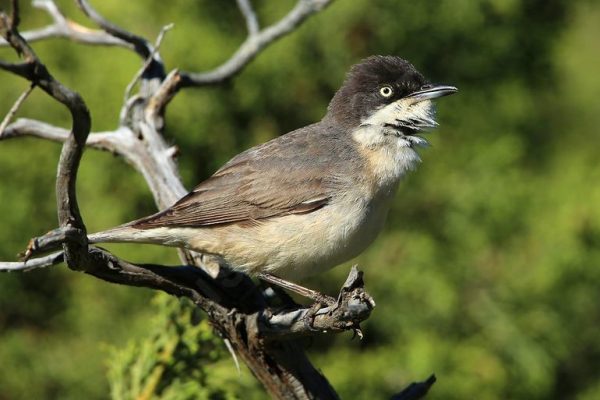 Fauvette orphée. Famille des Sylviidés. Ordre : Passériformes