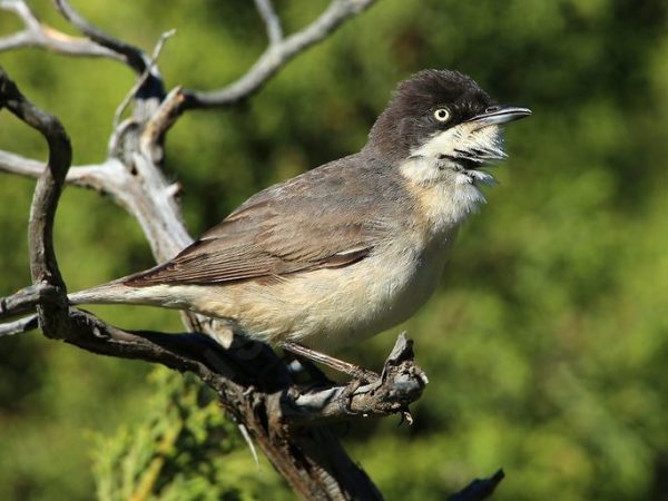 Fauvette orphée. Famille des Sylviidés. Ordre : Passériformes