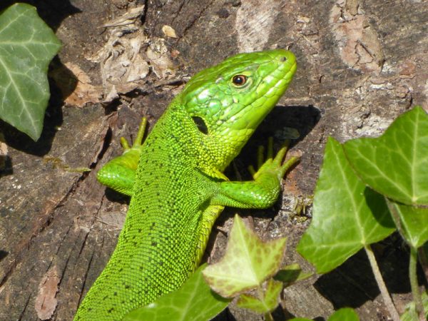 green-lizard-closeup
