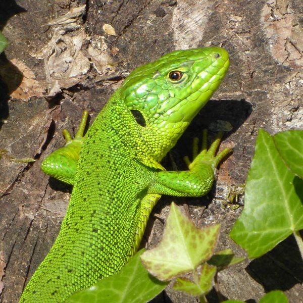 green-lizard-closeup