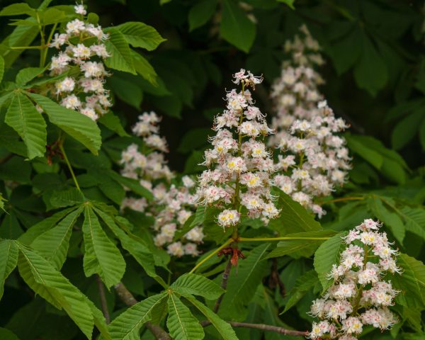 horse-chestnut-tree-profile-5072901-04-517a5732f8cc47ad8a385551dde94aa1