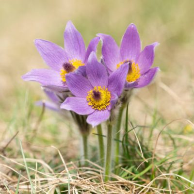 Closeup of a wild pasque flower (Pulsatilla vernalis) in springtime Austria