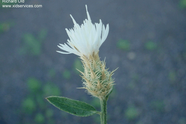 knapweed_diffuse_flower