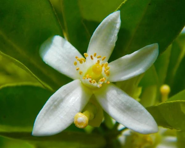 lime-flower-white-flower-lime-white-flower-green-nature-leaf-yellow