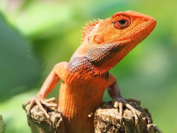 lizard10