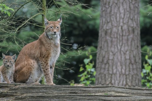 lynx_boreal