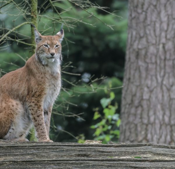 lynx_boreal