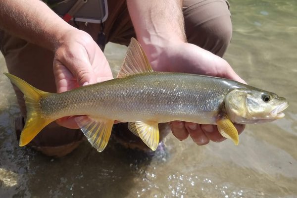 northern-pikeminnow