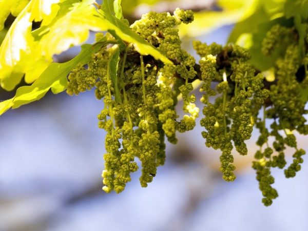 oak-tree-flowers