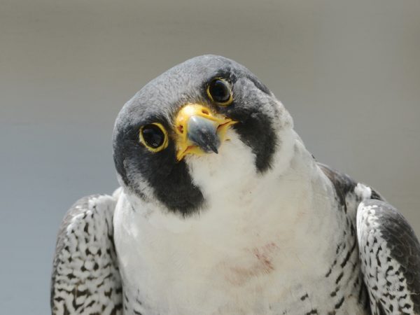 peregrine-falcon