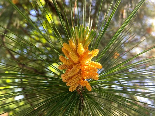 pine-flower-male