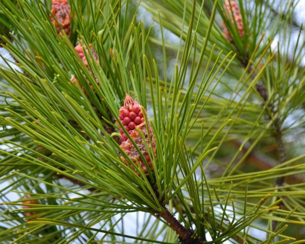 pine_cone_points_pinecone_maritime_pine-562951.jpg!d