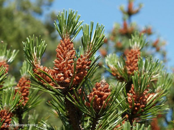 Pinus sylvestris888