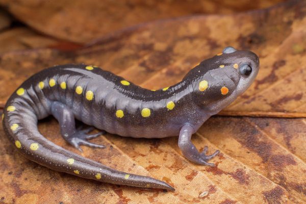 spotted_salamander