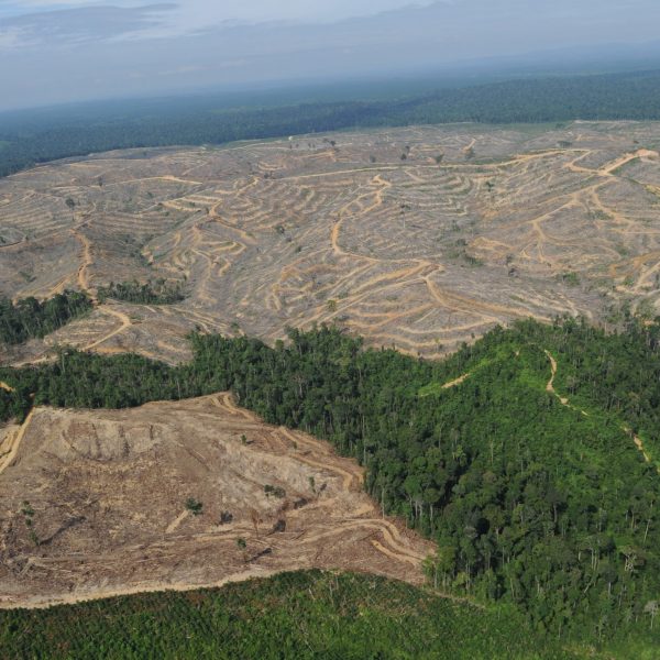 This photo shows a heavily logged concession affiliated with Asia Pulp and Paper, or APP, one of the world's largest papermakers, on the Indonesian island of Sumatra, in 2010.