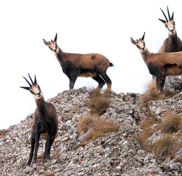 tirs-chamois-correze