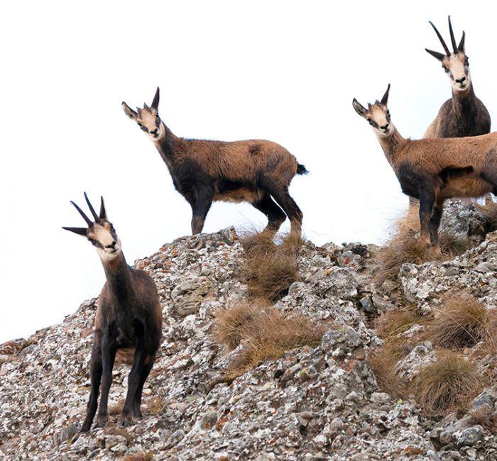 tirs-chamois-correze