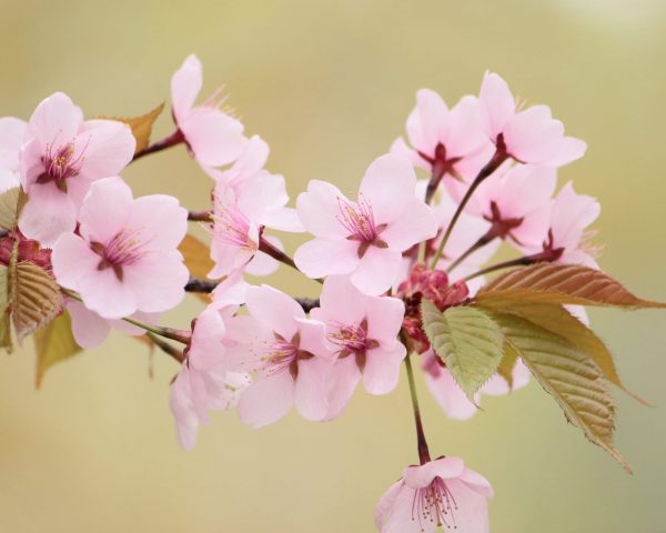 yamazakura-cherry-blossom-4